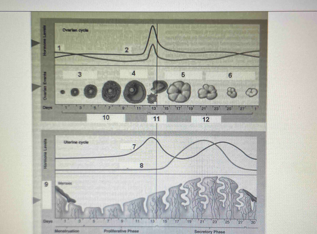 Menstruation Proliferative Phase Secretory Phase