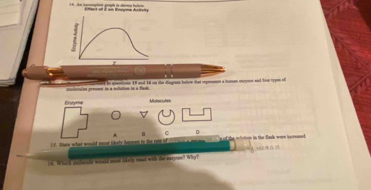 An incomplete graph is shown below. 
Effect of Z on Enzyme Activity 
; 
wers to questions 15 and 16 on the diagram below that represents a human enzyme and four types of 
molecules present in a solution in a flask. 
Molecules 
A B C D 
15. State what would most likely happen to the rate of e of the solution in the flask were increased . 
16. Which molecule would most likely react with the enzyme? Why?