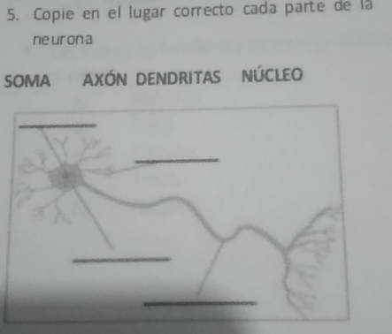 Copie en el lugar correcto cada parte de la 
ne uron a 
SOMA AXÓN DENDRITAS NÚCLEO 
_ 
_ 
_