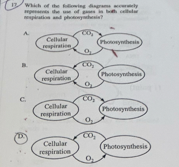 Which of the following diagrams accurately
represents the use of gases in both cellular 
respiration and photosynthesis?
A.
CO_2
Cellular
respiration Photosynthesis
O_2
B.
CO_2
Cellular
respiration Photosynthesis
O_2
C
D