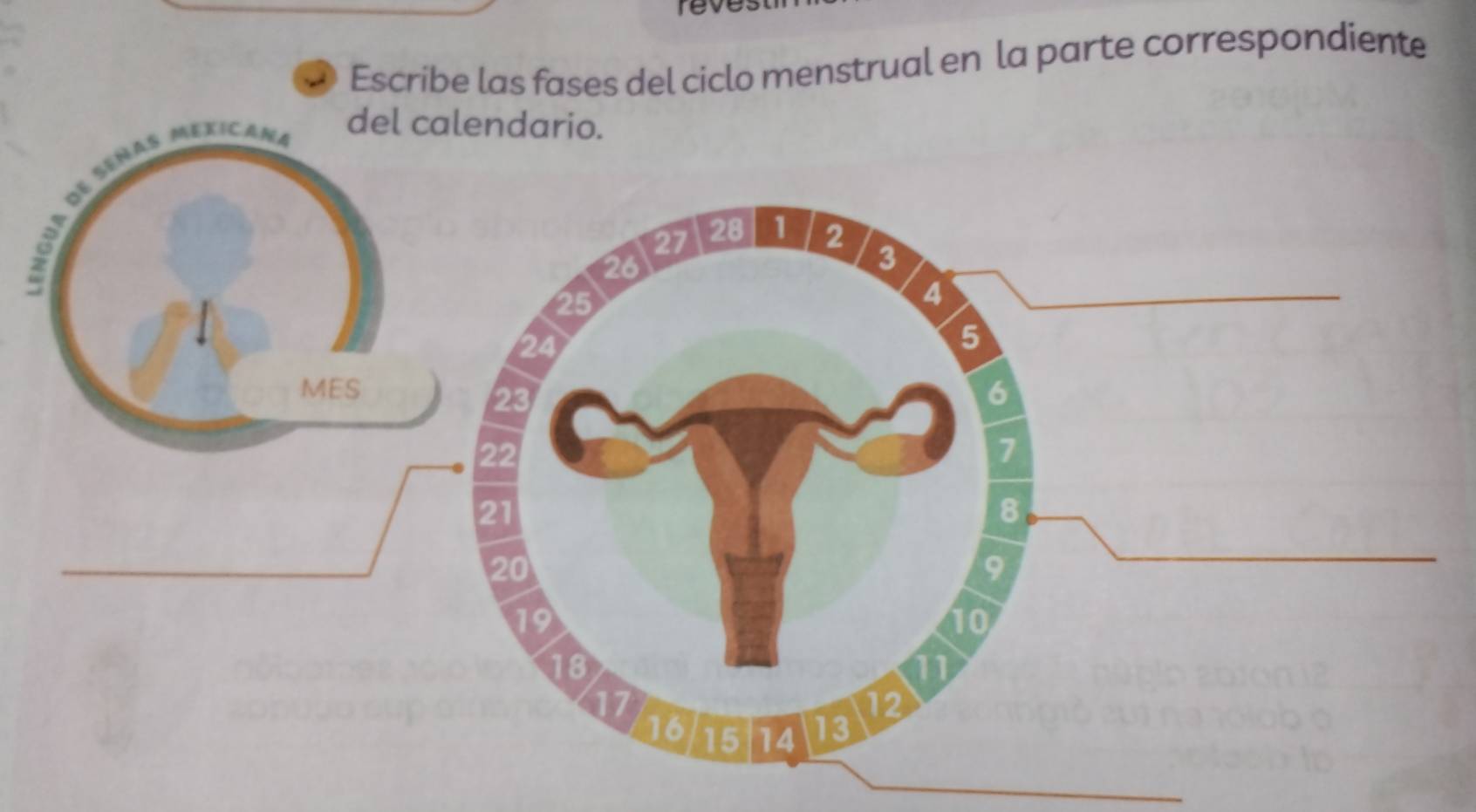 reve 
Escribe las fases del ciclo menstrual en la parte correspondiente