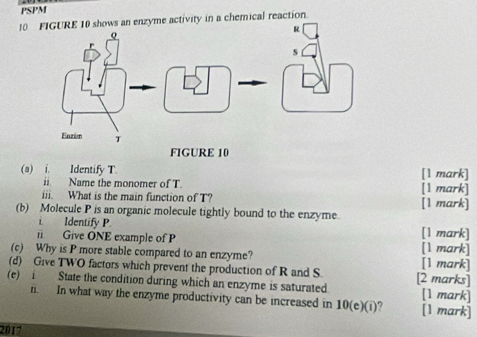 PSPM 
10 enzyme activity in a chemical reaction. 
FIGURE 10 
(a) i. Identify T. [1 mark] 
i Name the monomer of T. [1 mark] 
iii. What is the main function of T? [1 mark] 
(b) Molecule P is an organic molecule tightly bound to the enzyme 
i. ldentify P. 
[1 mark] 
Give ONE example of P [l mark] 
(c) Why is P more stable compared to an enzyme? [1 mark] 
(d) Give TWO factors which prevent the production of R and S. [2 marks] 
(e) State the condition during which an enzyme is saturated [1 mark] 
n. In what way the enzyme productivity can be increased in 10 (e)(i)? [1 mark] 
2017