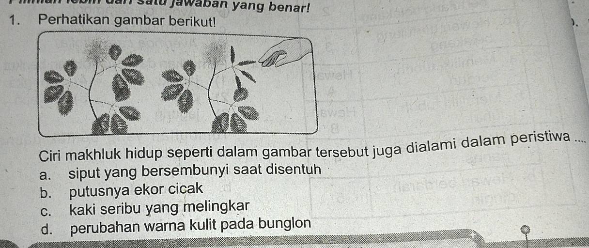 Jan satu jawaban yang benar!
1. Perhatikan gambar berikut!
Ciri makhluk hidup seperti dalam gambar tersebut juga dialami dalam peristiwa ...
a. siput yang bersembunyi saat disentuh
b. putusnya ekor cicak
c. kaki seribu yang melingkar
d. perubahan warna kulit pada bunglon