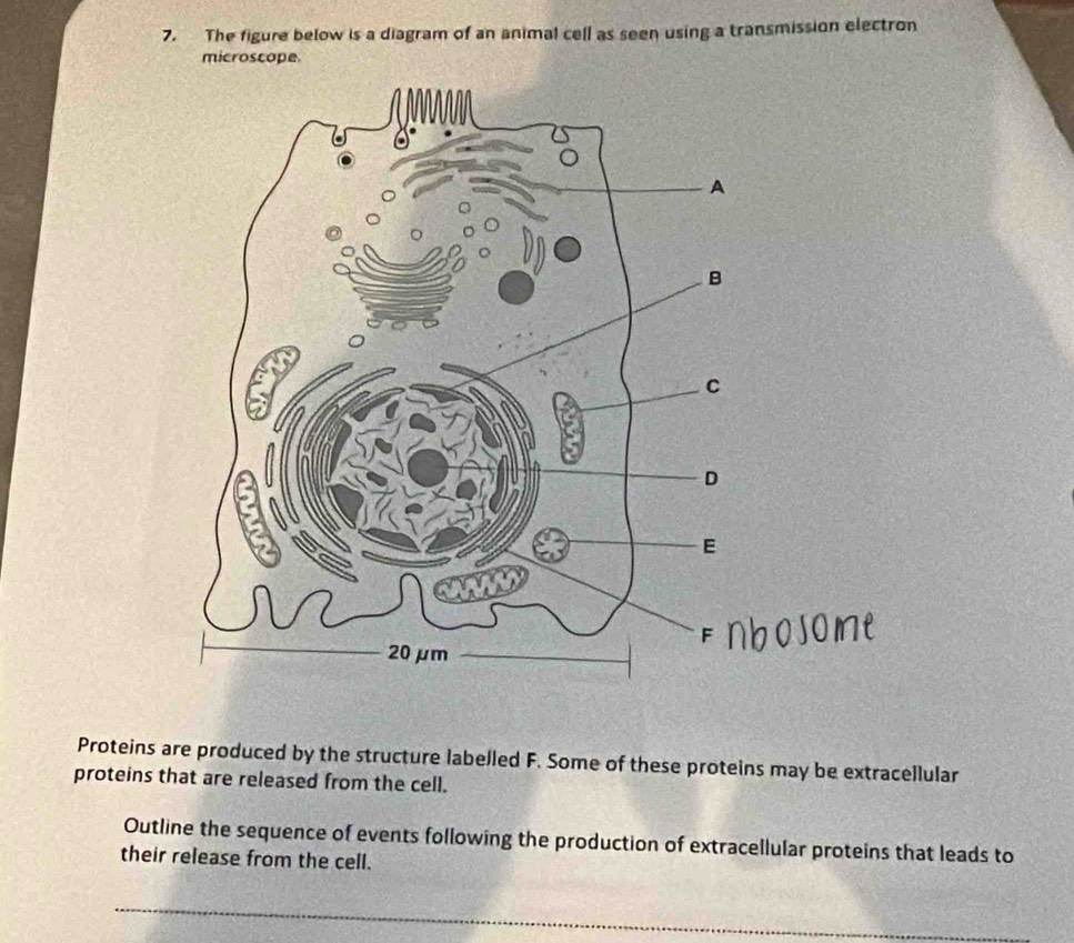 Solved: The figure below is a diagram of an animal cell as seen using a ...