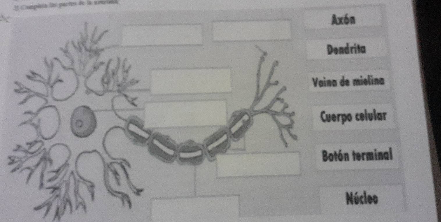 Campleta las partes de la neuronl.
Axón
Dendrita
Vaina de mielina
。
Cuerpo celular
Botón terminal
Núcleo