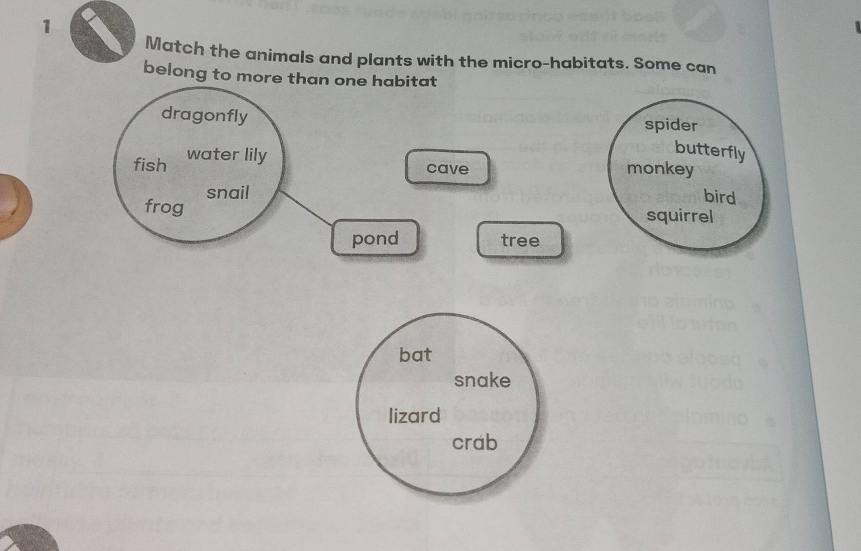 Match the animals and plants with the micro-habitats. Some can
belong to more than one habitat
dragonfly spider
fish water lily
butterfly
cave monkey
snail
bird
frog squirrel
pond tree
bat
snake
lizard
crab