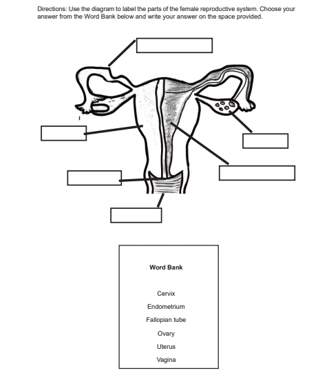 Solved: Directions: Use the diagram to label the parts of the female ...