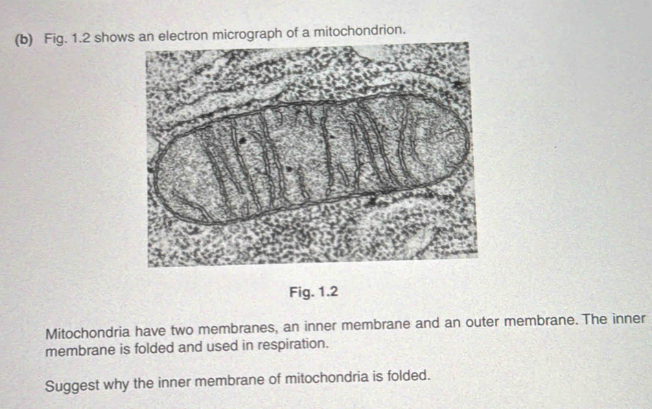 Fig. 1.2 shows an electron micrograph of a mitochondrion. 
Fig. 1.2 
Mitochondria have two membranes, an inner membrane and an outer membrane. The inner 
membrane is folded and used in respiration. 
Suggest why the inner membrane of mitochondria is folded.