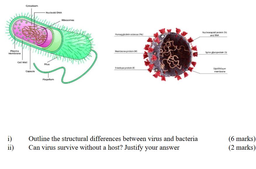 Outline the structural differences between virus and bacteria (6 marks) 
ii) Can virus survive without a host? Justify your answer (2 marks)