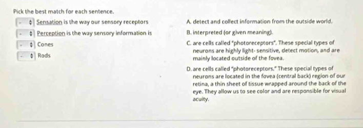 Pick the best match for each sentence.
Sensation is the way our sensory receptors A detect and collect information from the outside world.
Perception is the way sensory information is B. interpreted (or given meaning).
Cones C. are cells called “photoreceptors”. These special types of
neurons are highly light- sensitive, detect motion, and are
Rods mainly located outside of the fovea.
D. are cells called “photoreceptors.” These special types of
neurons are located in the fovea (central back) region of our
retina, a thin sheet of tissue wrapped around the back of the
eye. They allow us to see color and are responsible for visual
acuity.