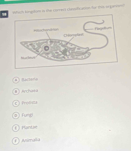 Which kingdom is the correct classification for this organism?
A Bacteria
B Archaea
C Protista
D Fungi
E Plantae
F Animalia