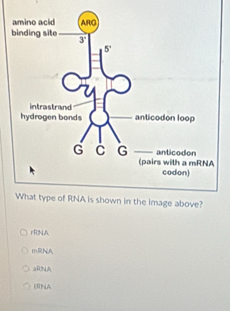 rRNA
mRNA
aRNA
IRNA