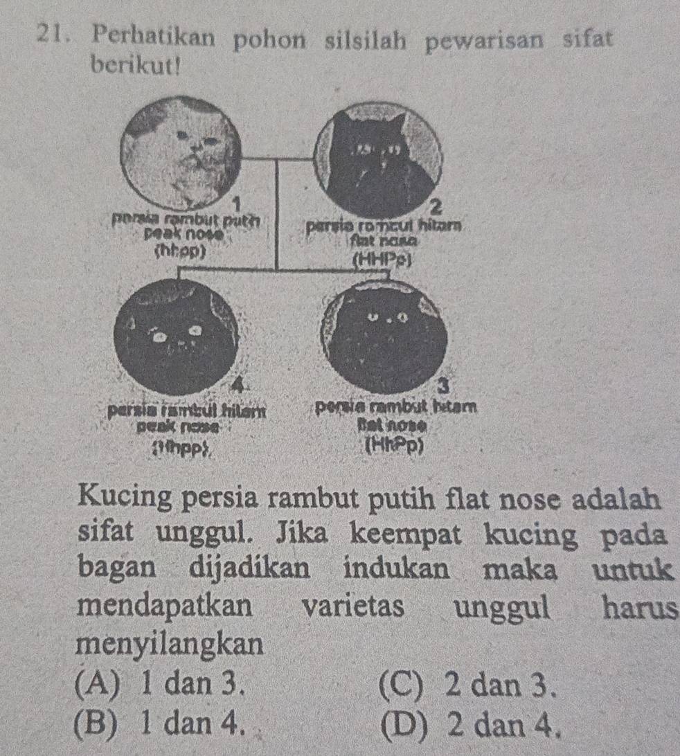 Perhatikan pohon silsilah pewarisan sifat
berikut!
Kucing persia rambut putih flat nose adalah
sifat unggul. Jika keempat kucing pada
bagan dijadikan indukan maka untuk
mendapatkan varietas unggul harus
menyilangkan
(A) 1 dan 3. (C) 2 dan 3.
(B) 1 dan 4. (D) 2 dan 4.