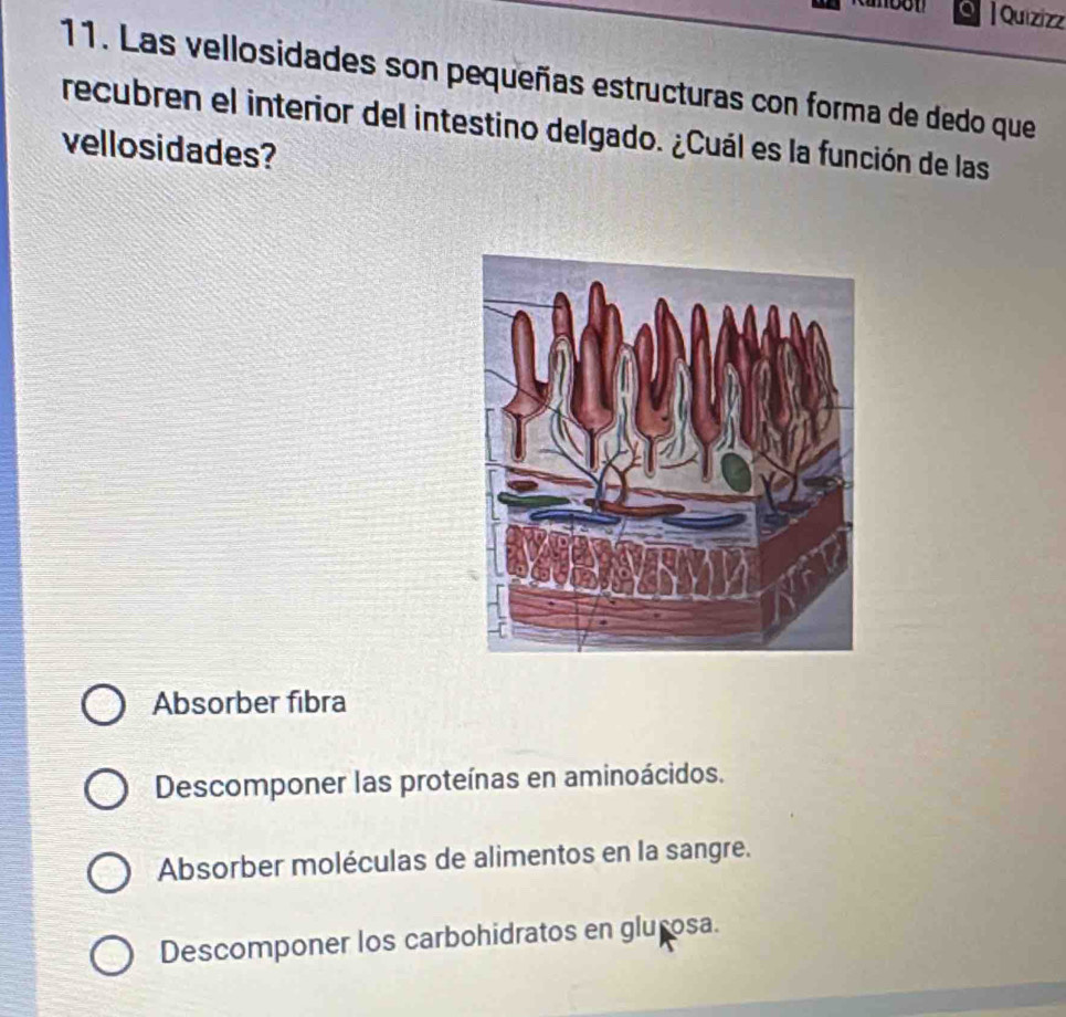 Quizizz
11. Las vellosidades son pequeñas estructuras con forma de dedo que
recubren el interior del intestino delgado. ¿Cuál es la función de las
vellosidades?
Absorber fibra
Descomponer las proteínas en aminoácidos.
Absorber moléculas de alimentos en la sangre.
Descomponer los carbohidratos en glurosa.