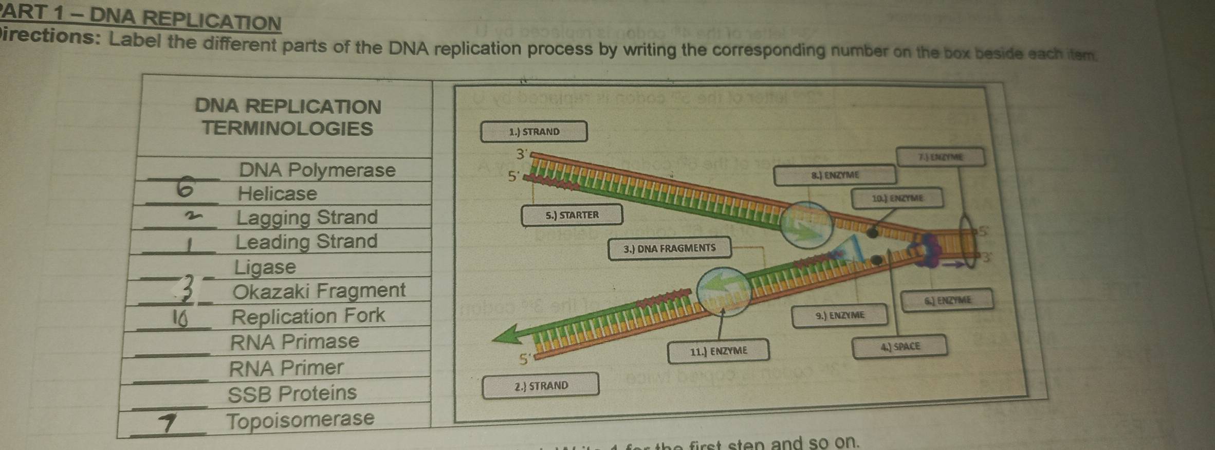 DNA REPLICATION 
Directions: Label the different parts of the DNA replication process by writing the corresponding number on the box beside each item 
_ 
r ten and so on.