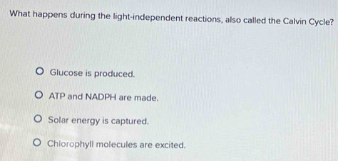 What happens during the light-independent reactions, also called the Calvin Cycle?
Glucose is produced.
ATP and NADPH are made.
Solar energy is captured.
Chlorophyll molecules are excited.