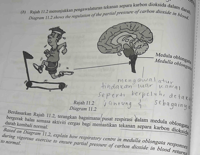 (6) Rajah 11.2 menunjukkan pengawalaturan tekanan separa karbon dioksida dalam darah. 
Diagram 11.2 shows the regulation of the partial pressure of carbon dioxide in blood. 
Rajah 11.2 
Diagram 11.2 
Berdasarkan Rajah 11.2, terangkan bagaimana pusat respirasi dalam medula oblongata 
bergerak balas semasa aktiviti cergas bagi memastikan tekanan separa karbon dioksida 
darah kembali normal. 
Based on Diagram 11.2, explain how respiratory centre in medulla oblongata responses 
to normal. 
during vigorous exercise to ensure partial pressure of carbon dioxide in blood returns