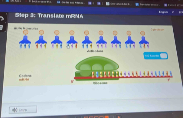 Ay Apps C: Look around the. *s Grades and Attenda Course Modutes: Fr.. Transtated copy of.. Penod 6 2023 
English
Step 3: Translate mRNA
Cytopiasm
Codons
mRNA
Intro