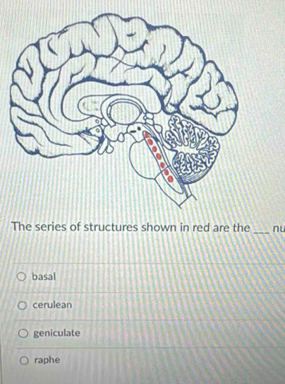 re the _nu
basal
cerulean
geniculate
raphe