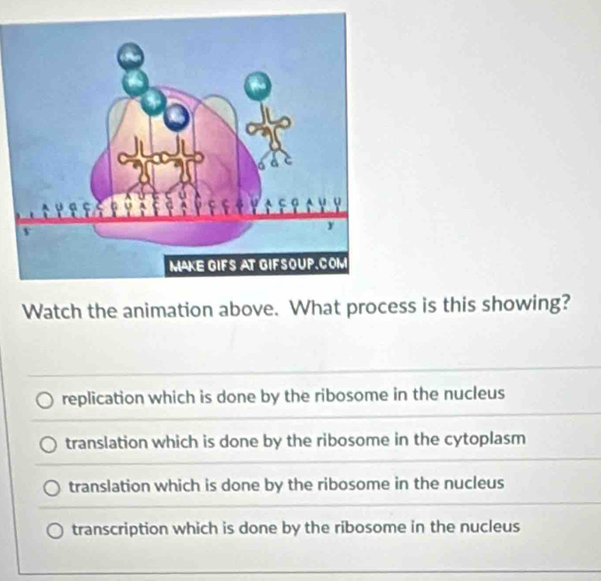 Watch the animation above. What process is this showing?
replication which is done by the ribosome in the nucleus
translation which is done by the ribosome in the cytoplasm
translation which is done by the ribosome in the nucleus
transcription which is done by the ribosome in the nucleus