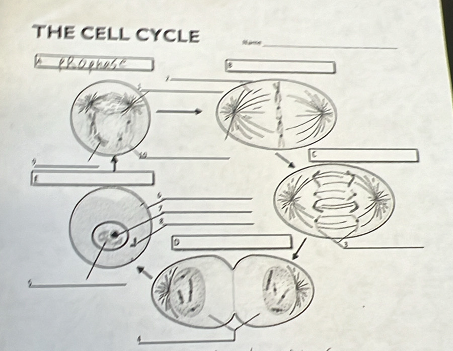 THE CELL CYCLE M e