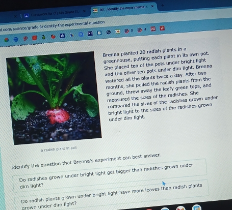 Clesswork for (T) 6th Grade EL S kdentify the cxpenmenta c x + 
d com/science/grade-6/identify-the-experimental-question 
enna planted 20 radish plants in a 
eenhouse, putting each plant in its own pot. 
he placed ten of the pots under bright light 
nd the other ten pots under dim light. Brenna 
atered all the plants twice a day. After two 
onths, she pulled the radish plants from the 
round, threw away the leafy green tops, and 
measured the sizes of the radishes. She 
compared the sizes of the radishes grown under 
bright light to the sizes of the radishes grown 
under dim light. 
a radish plant in so 
Identify the question that Brenna's experiment can best answer. 
Do radishes grown under bright light get bigger than radishes grown under 
dim light? 
Do radish plants grown under bright light have more leaves than radish plants rown under dim light?