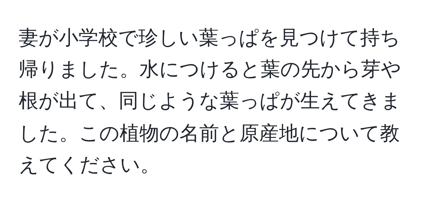 妻が小学校で珍しい葉っぱを見つけて持ち帰りました。水につけると葉の先から芽や根が出て、同じような葉っぱが生えてきました。この植物の名前と原産地について教えてください。