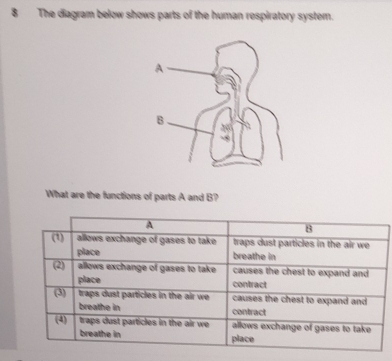 The diagram below shows parts of the human respiratory system. 
What are the functions of parts A and B?