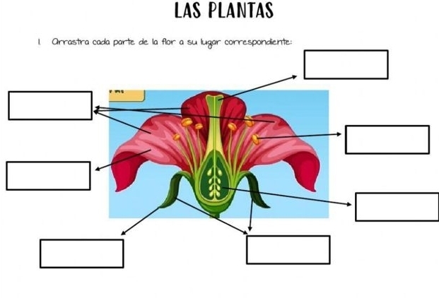 LAS PLANTAS 
1. Arrastra cada parte de la flr correspondiente: