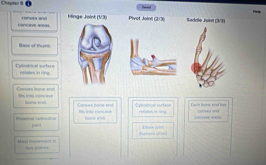 Chapter 8 Saved Help 
convex and Hinge Joint (1/3) Pivot Joint (2/3) Saddle Joint (3/3) 
concave areas. 
Base of thumb 
Cylindrical surface 
rotates in ring. 
Convex bone end 
fits into concave 
bone end. Convex bone end Cylindrical surface Each bone end has 
fits into concave rotates in ring. convex and 
Proximal radioulnar bone end. concave areas. 
joint Elbow joint 
(humero-ulnar) 
Most movement in 
two planes