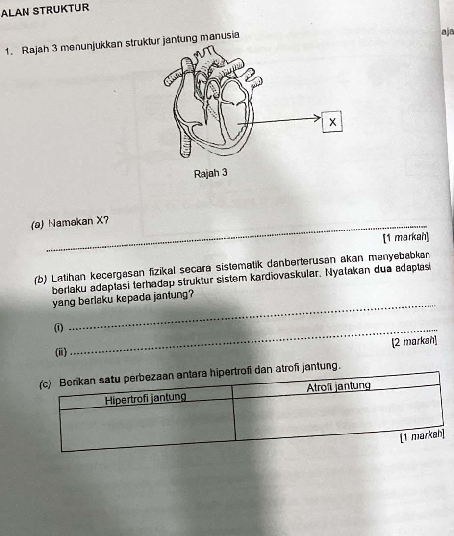 ALAN STRUKTUR 
1. Rajah 3 menunjukkan strukjantung manusia 
aja 
(a) Namakan X? 
[1 markah] 
(b) Latihan kecergasan fizikal secara sistematik danberterusan akan menyebabkan 
berlaku adaptasi terhadap struktur sistem kardiovaskular. Nyatakan dua adaptasi 
_ 
yang berlaku kepada jantung? 
(i)_ 
[2 markah] 
(ii) 
jantung.