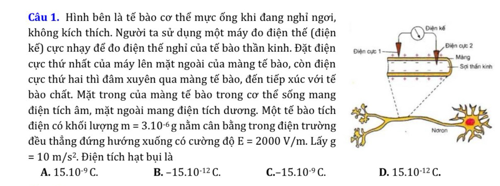 Hình bên là tế bào cơ thể mực ống khi đang nghỉ ngơi,
không kích thích. Người ta sử dụng một máy đo điện thế (điện
kế) cực nhạy để đo điện thế nghỉ của tế bào thần kinh. Đặt điện 
cực thứ nhất của máy lên mặt ngoài của màng tế bào, còn điện 
cực thứ hai thì đâm xuyên qua màng tế bào, đến tiếp xúc với tế
bào chất. Mặt trong của màng tế bào trong cơ thể sống mang
điện tích âm, mặt ngoài mang điện tích dương. Một tế bào tích
điện có khối lượng m=3.10^(-6)g nằm cân bằng trong điện trường
đều thẳng đứng hướng xuống có cường độ E=2000V/m. Lấy g
=10m/s^2. Điện tích hạt bụi là
A. 15.10^(-9)C. B. -15.10^(-12)C. C. -15.10^(-9)C. D. 15.10^(-12)C.