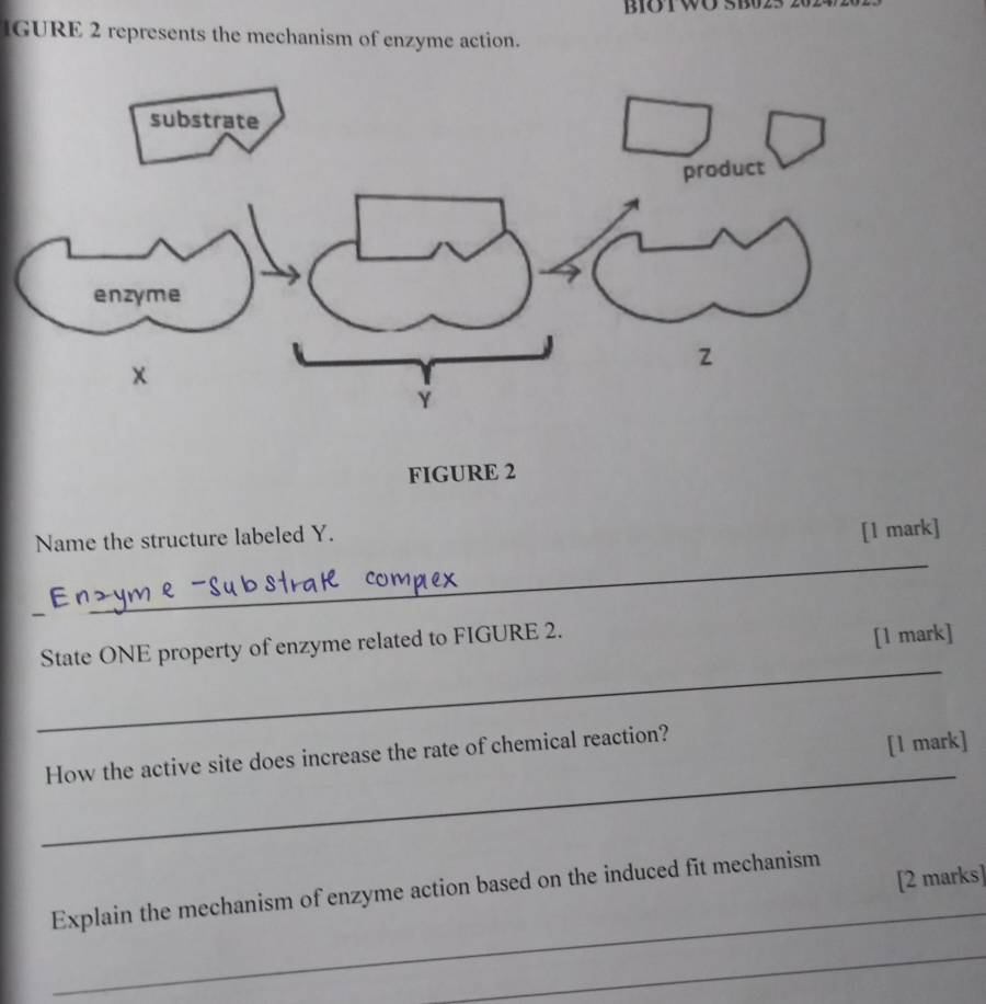 Biotwo： 
GURE 2 represents the mechanism of enzyme action. 
FIGURE 2 
Name the structure labeled Y. 
[1 mark] 
_ 
_ 
State ONE property of enzyme related to FIGURE 2. 
[1 mark] 
_ 
How the active site does increase the rate of chemical reaction? 
[l mark] 
_ 
[2 marks] 
_ 
Explain the mechanism of enzyme action based on the induced fit mechanism 
_