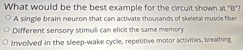 What would be the best example for the circuit shown at "B"?
A single brain neuron that can activate thousands of skeletal muscle fiber
Different sensory stimuli can elicit the same memory
Involved in the sleep-wake cycle, repetitive motor activities, breathing