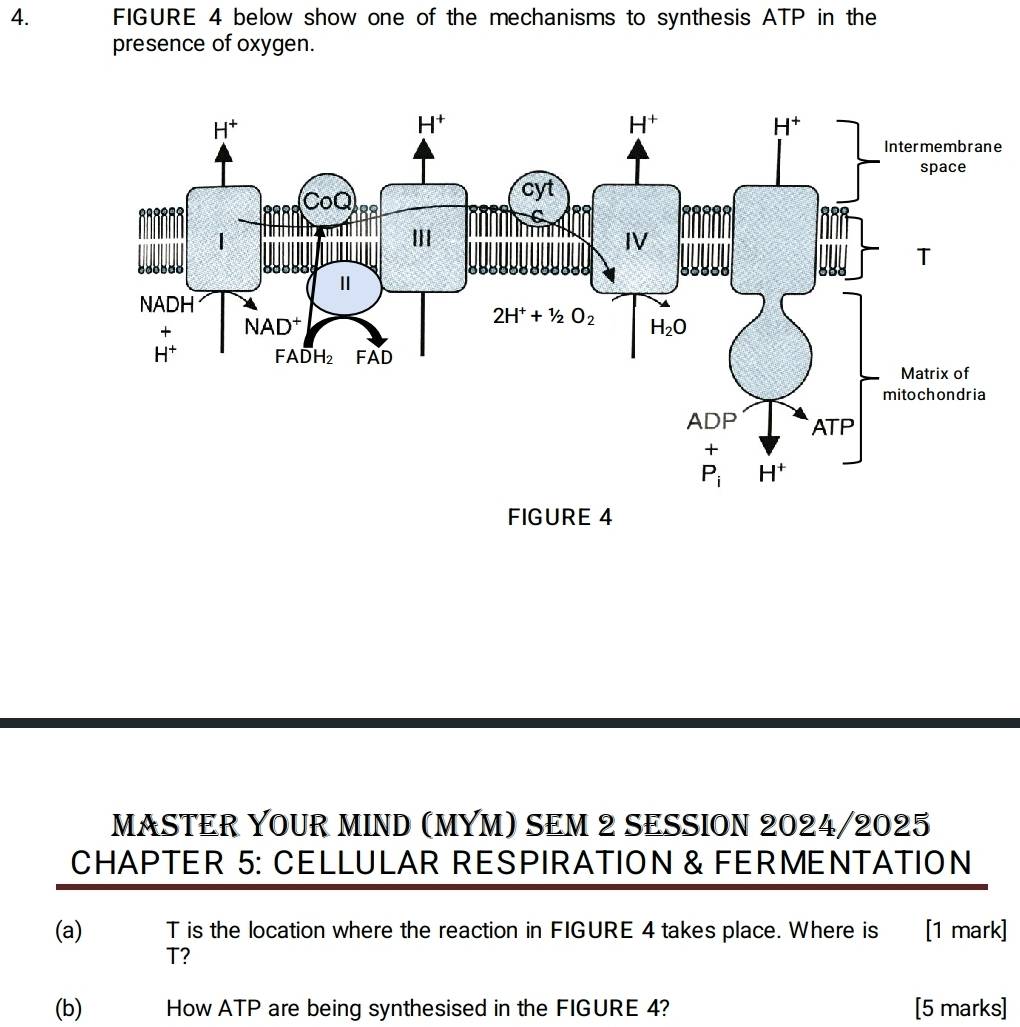 FIGURE 4 below show one of the mechanisms to synthesis ATP in the
presence of oxygen.
e
FIGURE 4
MASTER YOUR MIND (MYM) SEM 2 SESSION 2024/2025
CHAPTER 5: CELLULAR RESPIRATION & FERMENTATION
(a) T is the location where the reaction in FIGURE 4 takes place. Where is म  [1 mark]
T?
(b) How ATP are being synthesised in the FIGURE 4? [5 marks]