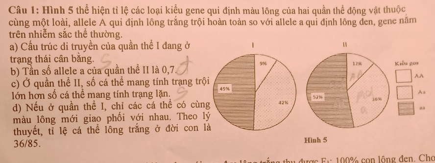 Hình 5 thể hiện tỉ lệ các loại kiểu gene qui định màu lông của hai quần thể động vật thuộc 
cùng một loài, allele A qui định lông trắng trội hoàn toàn so với allele a qui định lông den, gene năm 
trên nhiễm sắc thể thường. 
a) Cầu trúc di truyền của quần thể I đang ở11 
trang thái cân bằng. 12%
b) Tần số allele a của quần thể II là 0,7Kiểu gen 
c) Ở quần thể II, số cá thể mang tính trang trội 
AA 
lớn hơn số cá thể mang tính trạng lặn. 
Aa 
d) Nếu ở quần thể I, chỉ các cá thể có cùng52% 36%
aa 
màu lông mới giao phối với nhau. Theo lý 
thuyết, tỉ lệ cá thể lông trắng ở đời con l
36/85. Hình 5 
au được Fr 100% con lộng đen. Cho