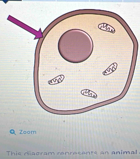 Zoom 
This diagram renresents an animal