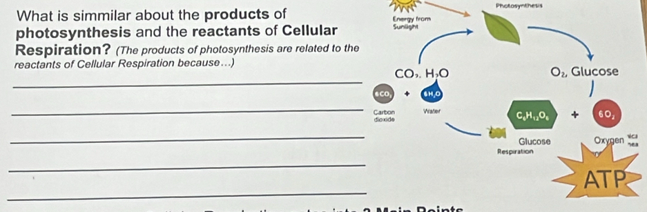 Photosynthesis
What is simmilar about the products of 
photosynthesis and the reactants of Cellular
Respiration? (The products of photosynthesis are related to the
reactants of Cellular Respiration because…)
_
_
_
_
_