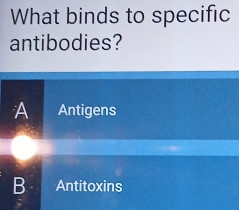 What binds to specific
antibodies?
A Antigens
B Antitoxins