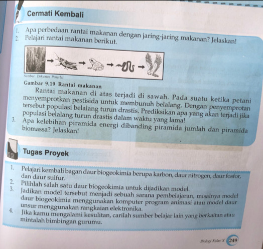 Cermati Kembali 
1. Apa perbedaan rantai makanan dengan jaring-jaring makanan? Jelaskan! 
2 Pelajari rantai makanan berikut. 
Gambar 9.19 Rantai makanan 
Rantai makanan di atas terjadi di sawah. Pada suatu ketika petani 
menyemprotkan pestisida untuk membunuh belalang. Dengan penyemprotan 
tersebut populasi belalang turun drastis. Prediksikan apa yang akan terjadi jika 
populasi belalang turun drastis dalam waktu yang lama! 
3. Apa kelebihan piramida energi dibanding piramida jumlah dan piramida 
biomassa? Jelaskan! 
Tugas Proyek 
1. Pelajari kembali bagan daur biogeokimia berupa karbon, daur nitrogen, daur fosfor, 
dan daur sulfur. 
2. Pilihlah salah satu daur biogeokimia untuk dijadikan model. 
3. Jadikan model tersebut menjadi sebuah sarana pembelajaran, misalnya model 
daur biogeokimia menggunakan komputer program animasi atau model daur 
unsur menggunakan rangkaian elektronika. 
4. Jika kamu mengalami kesulitan, carilah sumber belajar lain yang berkaitan atau 
mintalah bimbingan gurumu. 
Biologi Kelas X 249