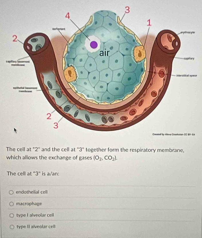 ce
A
The cell at "2 ' and the cell at '' 3" together form the respiratory membrane,
which allows the exchange of gases (O_2,CO_2). 
The cell at "3" is a/an:
endothelial cell
macrophage
type I alveolar cell
type II alveolar cell