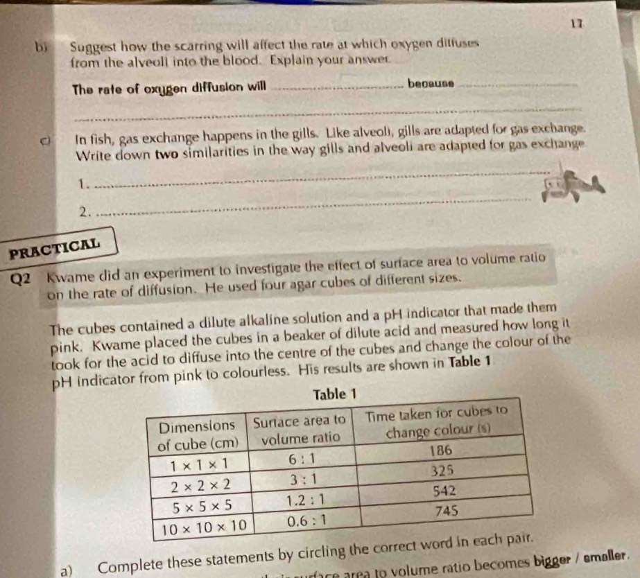 Suggest how the scarring will affect the rate at which oxygen diffuses
from the alveoll into the blood. Explain your answer
The rate of oxygen diffusion will _because_
_
C In fish, gas exchange happens in the gills. Like alveoli, gills are adapted for gas exchange.
Write down two similarities in the way gills and alveoli are adapted for gas exchange
1.
_
2.
_
PRACTICAL
Q2 Kwame did an experiment to investigate the effect of surface area to volume ratio
on the rate of diffusion. He used four agar cubes of different sizes.
The cubes contained a dilute alkaline solution and a pH indicator that made them
pink. Kwame placed the cubes in a beaker of dilute acid and measured how long it
took for the acid to diffuse into the centre of the cubes and change the colour of the
pH indicator from pink to colourless. His results are shown in Table 1
a) Complete these statements by circling the correct
race area to volume ratio becomes bigger / smaller.