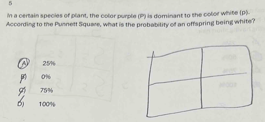 In a certain species of plant, the color purple (P) is dominant to the color white (p).
According to the Punnett Square, what is the probability of an offspring being white?
A 25%
0%
75%
B) 100%