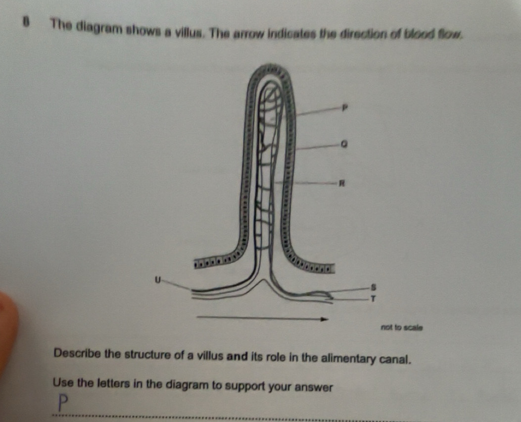 Gelöst:The diagram shows a villus. The arrow indicates the direction of ...