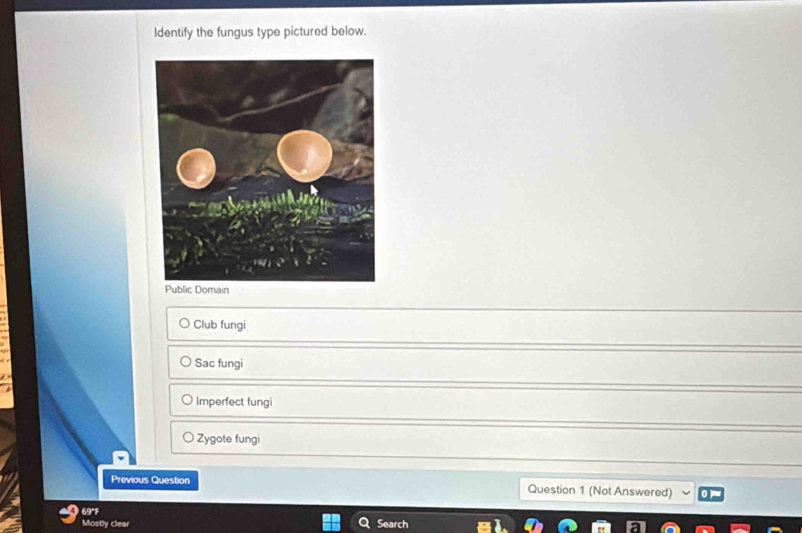 ldentify the fungus type pictured below.
Club fungi
Sac fungi
Imperfect fungi
Zygote fungi
Previous Question Question 1 (Not Answered)
69°F
Mostly clear Search