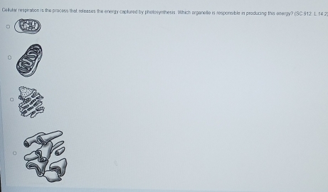 Celluter respiration is the process that releases the energy captured by pholosynthesis. Which organelle is responsible in producing this energy? (SC.912. L. 14 2