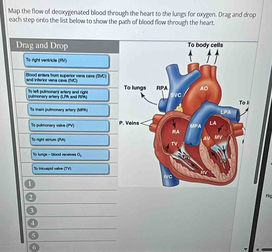 Map the flow of deoxygenated blood through the heart to the lungs for oxygen. Drag and drop
each step onto the list below to show the path of blood flow through the heart.
Drag and Drop
To right ventricle (RV)
Blood enters from superior vena cava (SVC)
and inferior vena cava (IVC)
To left pulmonary artery and right
pulmonary artery (LPA and RPA)
To main pulmonary artery (MPA)
To pulmonary valve (PV)
To right atrium (RA)
To lungs - blood receives O_2
To tricuspid valve (TV)
1
2 Rig
3
4
5
6