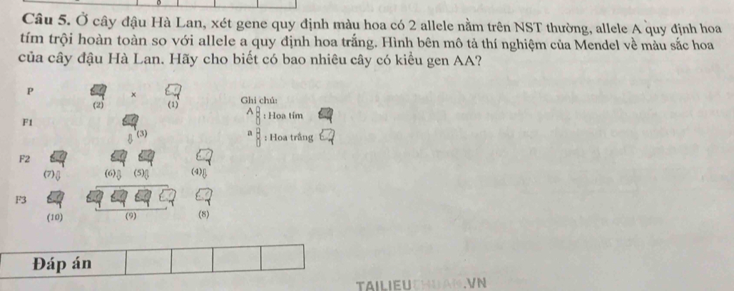 Ở cây đậu Hà Lan, xét gene quy định màu hoa có 2 allele nằm trên NST thường, allele A quy định hoa 
tím trội hoàn toàn so với allele a quy định hoa trắng. Hình bên mô tả thí nghiệm của Mendel về màu sắc hoa 
của cây đậu Hà Lan. Hãy cho biết có bao nhiêu cây có kiều gen AA?
P
× 
(2) (1) Ghi chú: 
: Hoa tím
F1
(3) 
: Hoa trắng
F2
(7) (6) (5)[] (4)
F3
(10) (9) (8) 
Đáp án 
TAILIEU V N