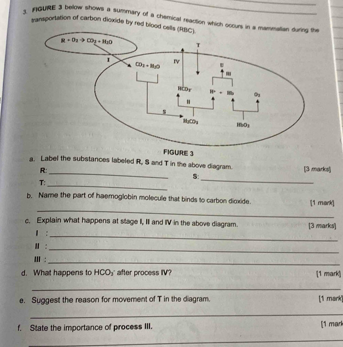 FIGURE 3 below shows a summary of a chemical reaction which occu
transportation of carbon dioxide by red blo
_
a. Label the substances labeled R, S and T in the above diagram. [3 marks]
R:
S:_
T:
_
b. Name the part of haemoglobin molecule that binds to carbon dioxide.
_
[1 mark]
c. Explain what happens at stage I, II and IV in the above diagram. [3 marks]
1 :
_
Ⅲ :
_
ⅢI :_
d. What happens to HCO_3^- after process IV? [1 mark]
_
e. Suggest the reason for movement of T in the diagram. [1 mark]
_
f. State the importance of process III. [1 mark
_
_