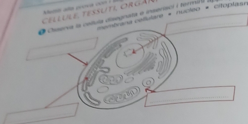 Aemt alla prova con i 
Cellule, tessuti, Orgär 
membrana cellulare « nucleo « cítoplas 
O Ossería la cellula disegnata e inserisci i termin 
r ir ua)_